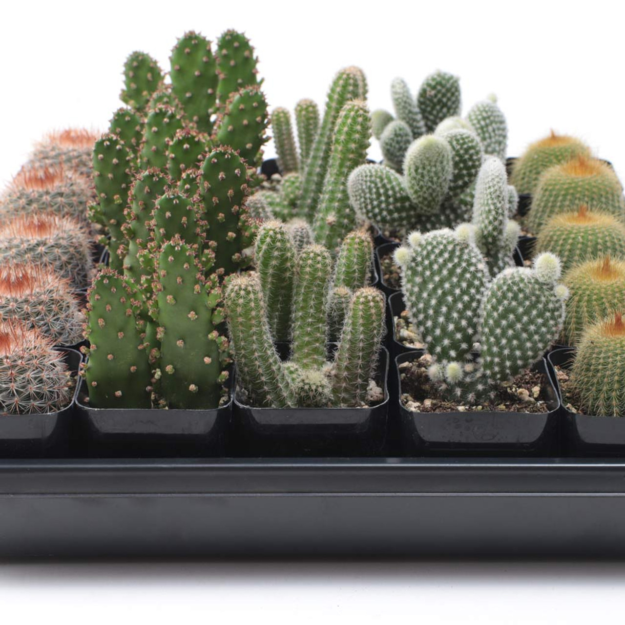 Vervullen bagageruimte Bestaan Cactus Tray 5 Varieties (25 total) - MCG®