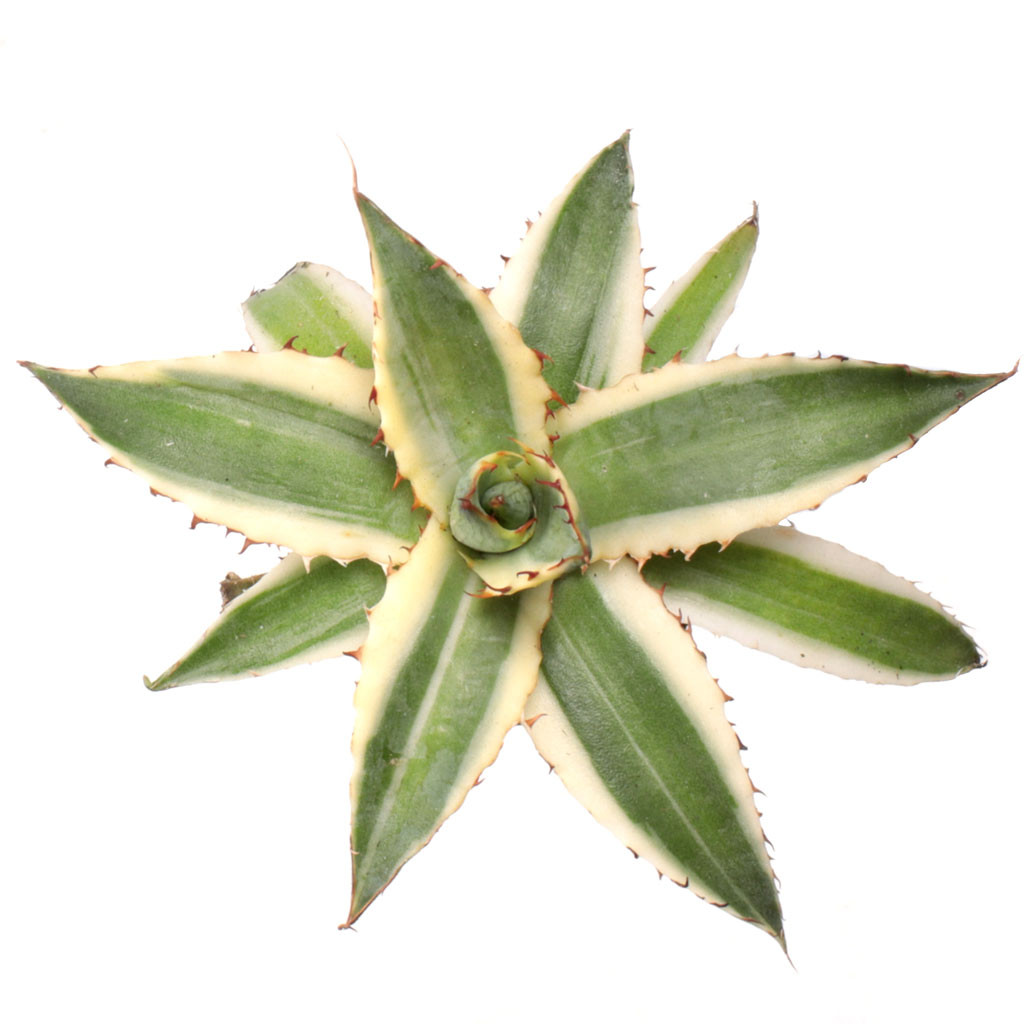 Agave xylonacantha 'Frostbite' [plug] | MCG™