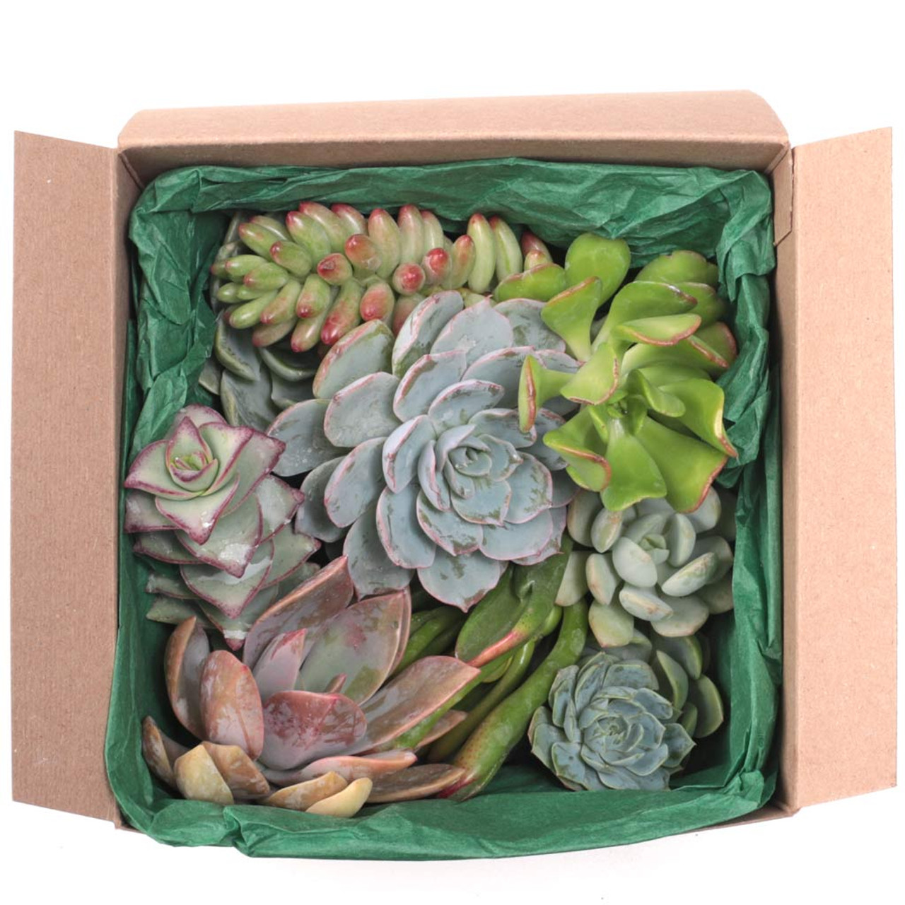 10+ Succulent Gift Box
