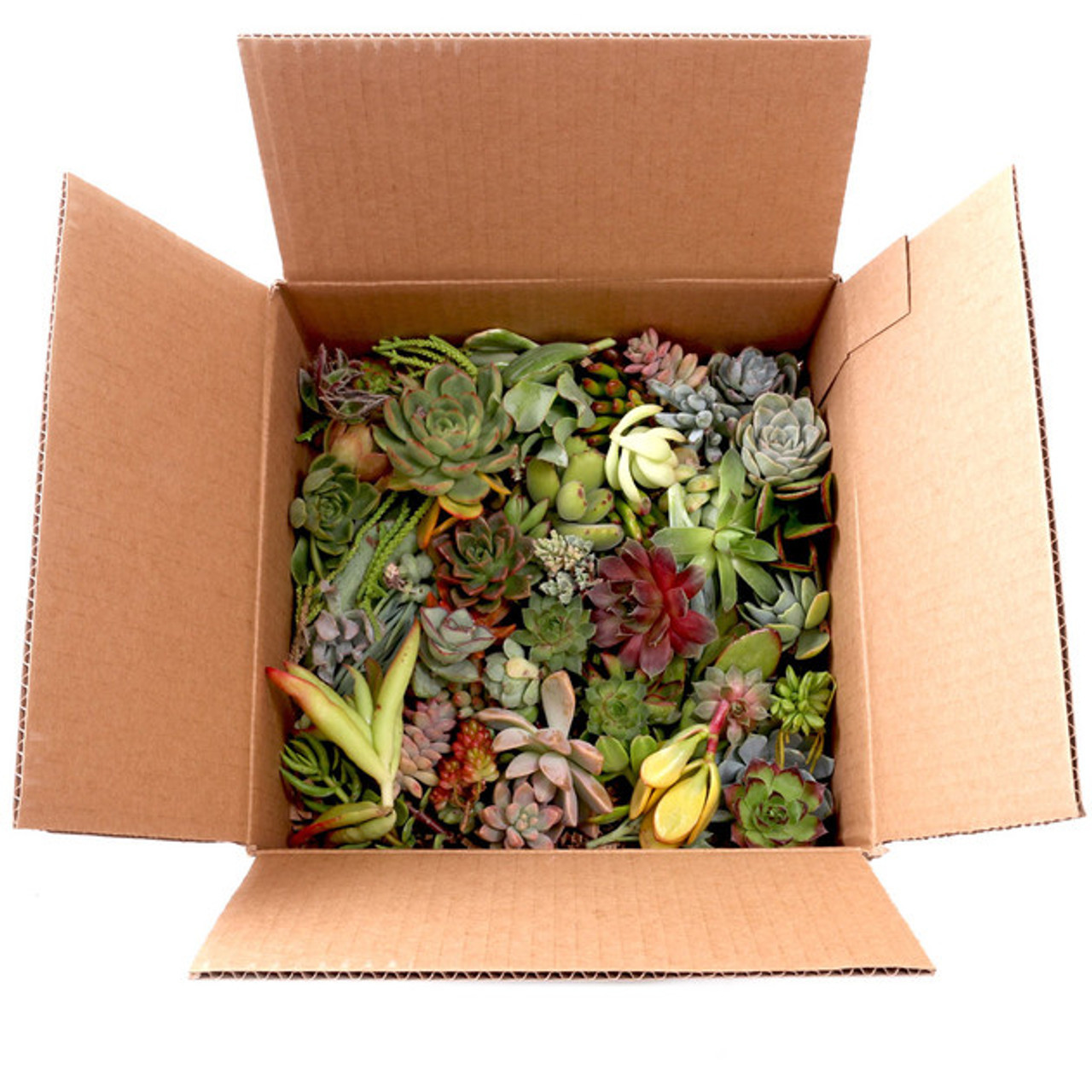 Succulent Cuttings Assorted Pack (10-50 Plants, 2-4")