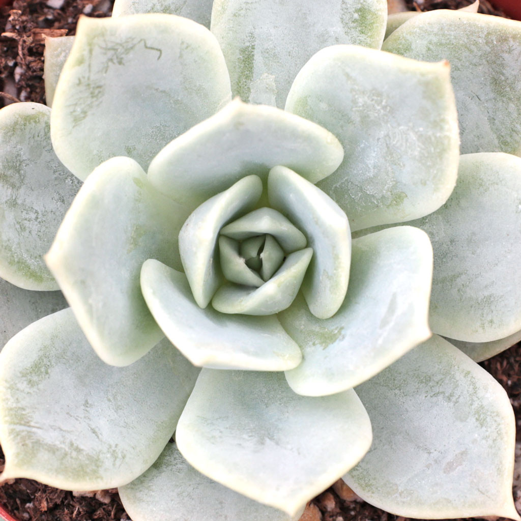 Echeveria 'Elsa' - Mountain Crest Gardens