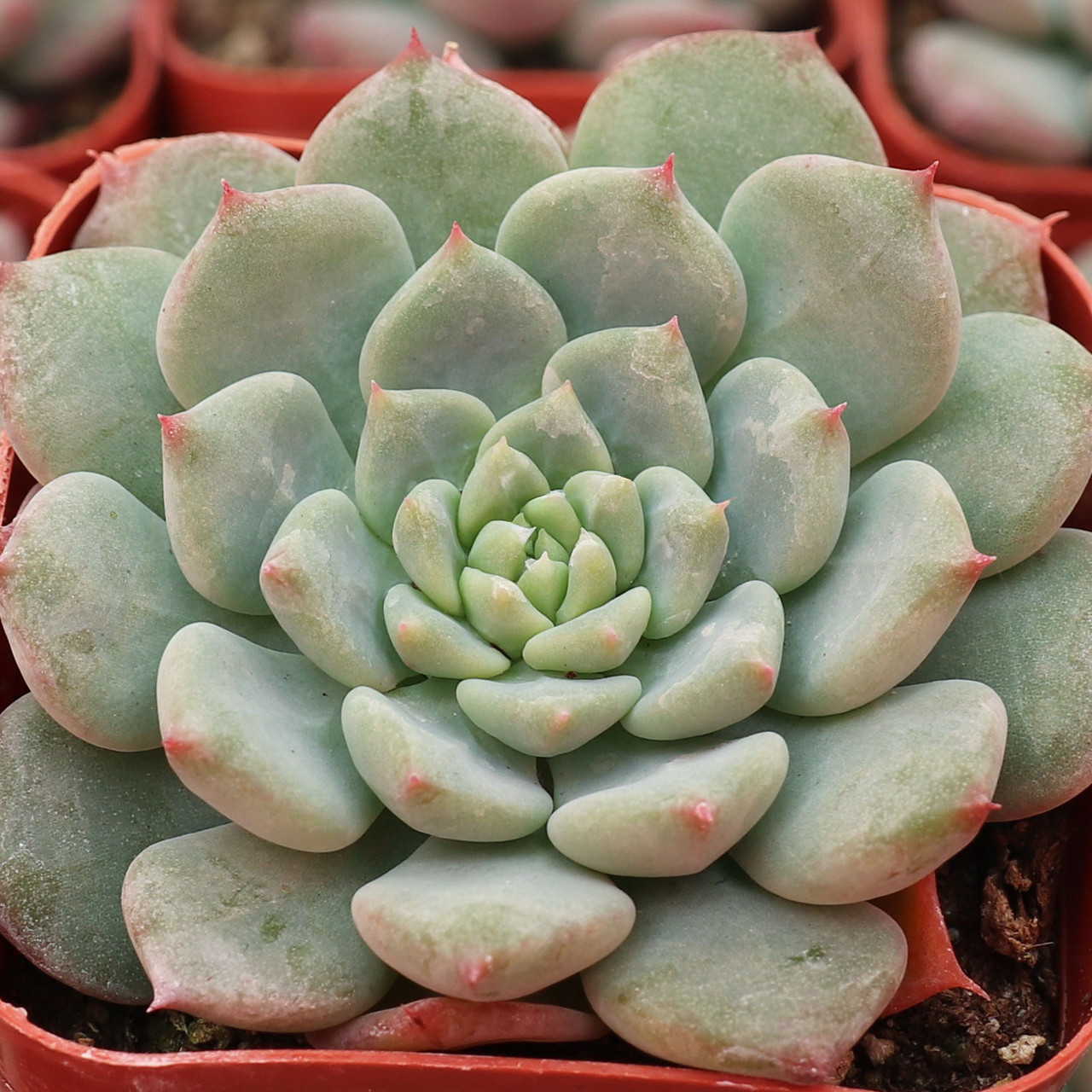 Echeveria x minima - Mountain Crest Gardens