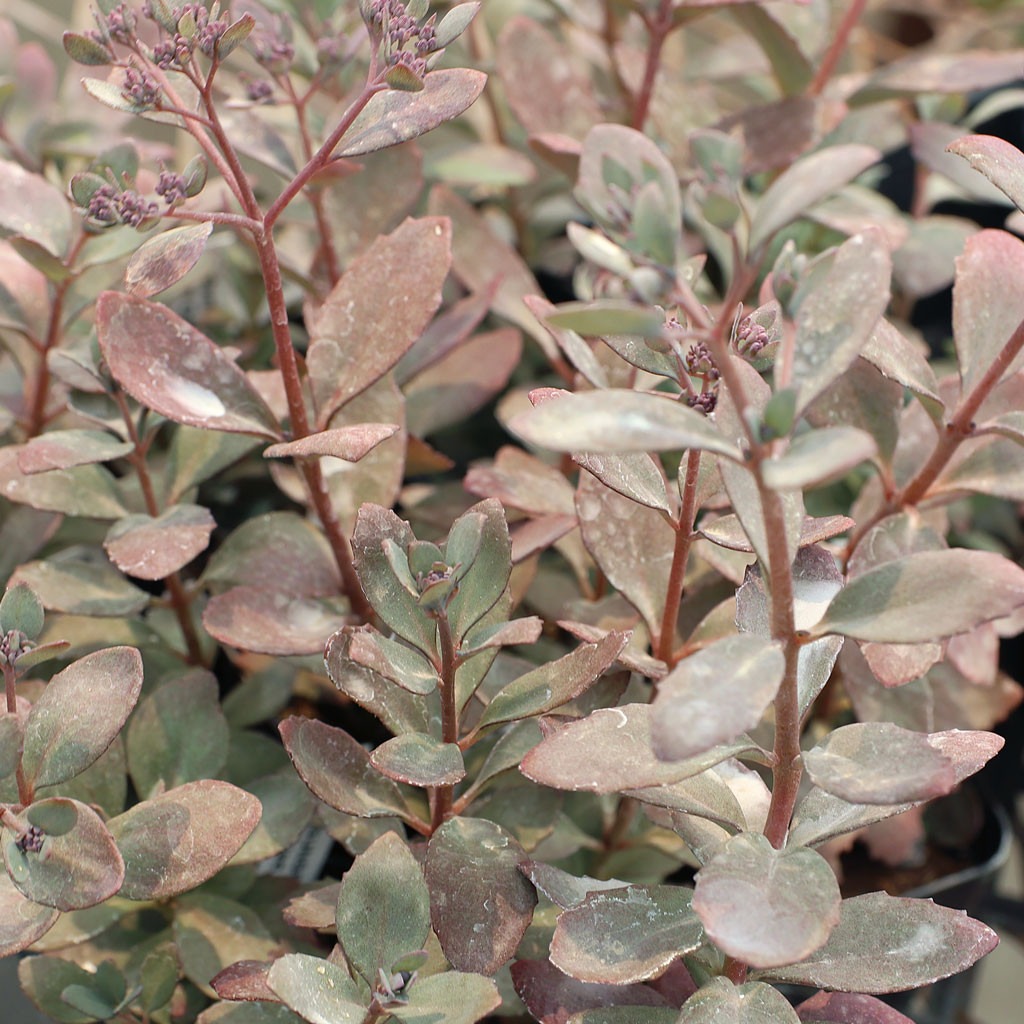 Sedum Sunsparkler - Thumbnail 5
