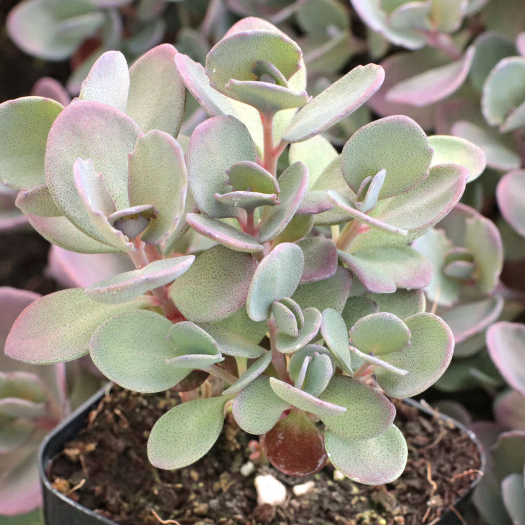 Sedum Sunsparkler - Thumbnail 3