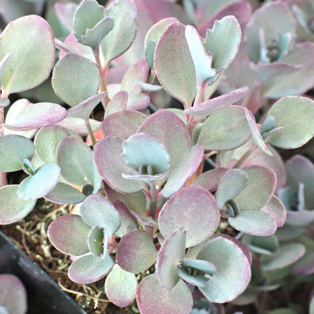 Sedum Sunsparkler