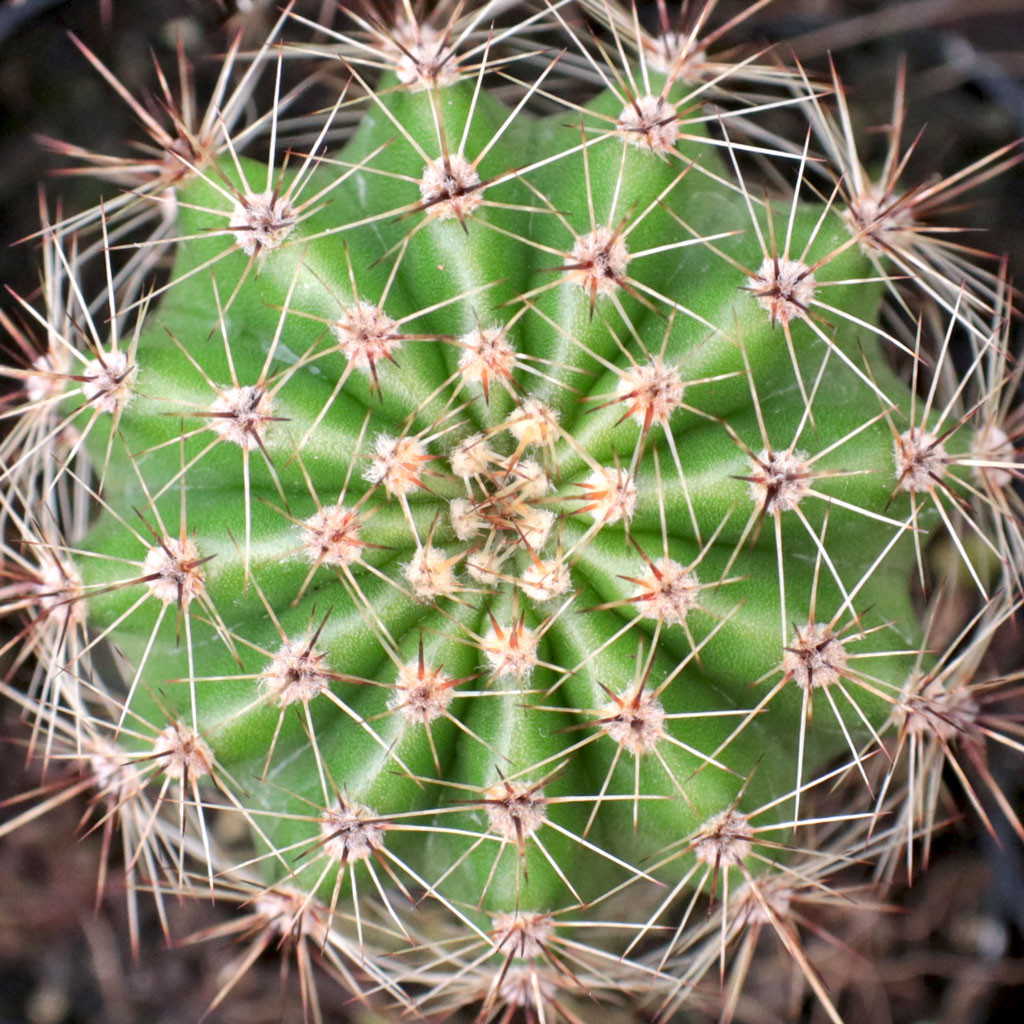 Echinopsis mamillosa