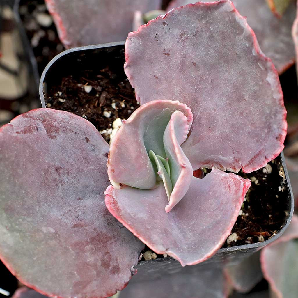 Mountain Crest Gardens Echeveria The Rose - Thumbnail 4
