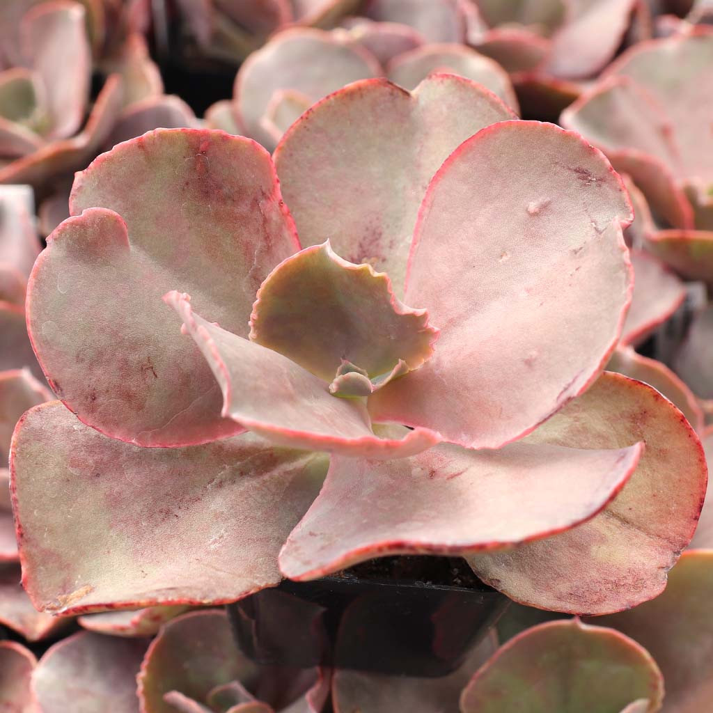Mountain Crest Gardens Echeveria The Rose - Thumbnail 3