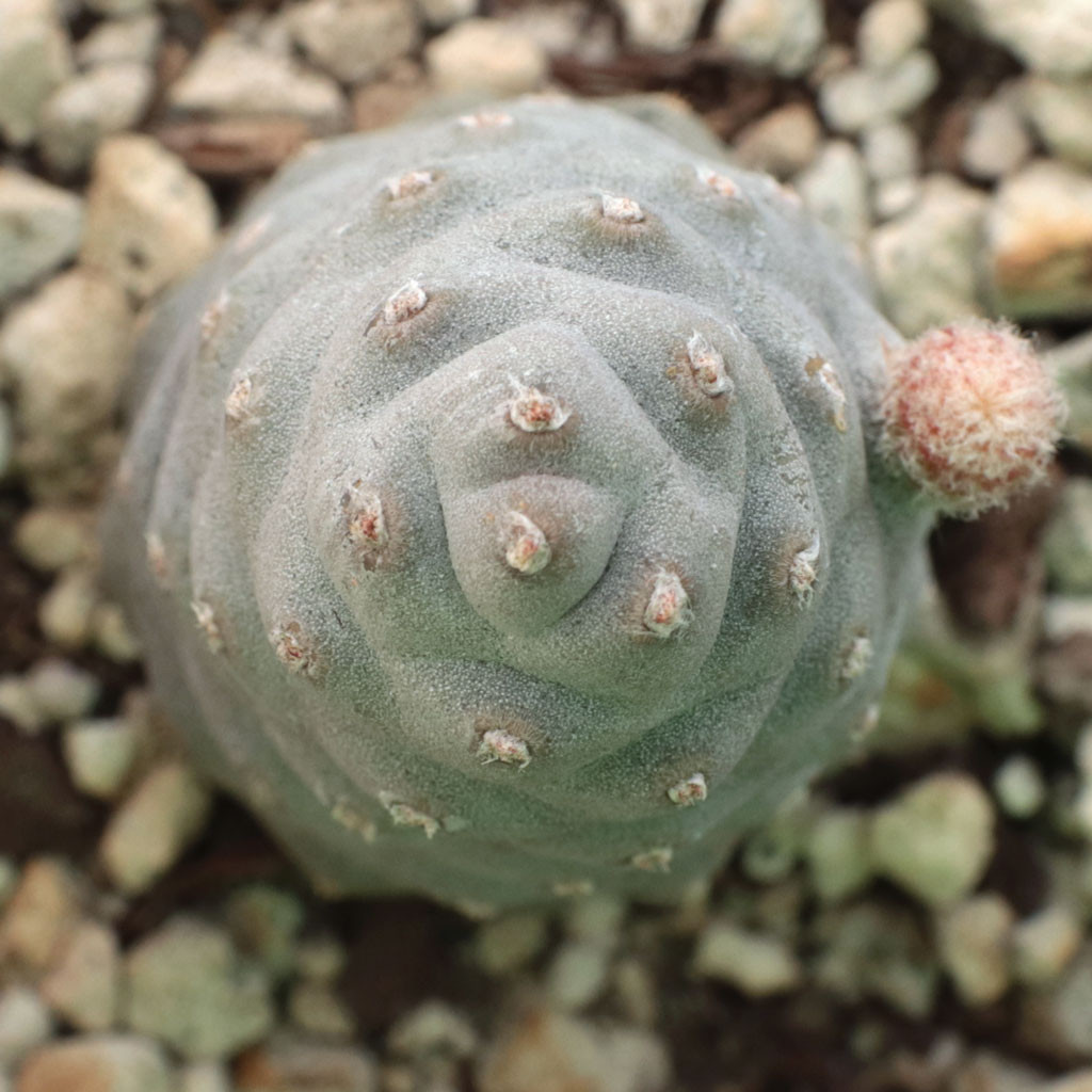 Tephrocactus articulatus - Pine Cone Cactus | MCG