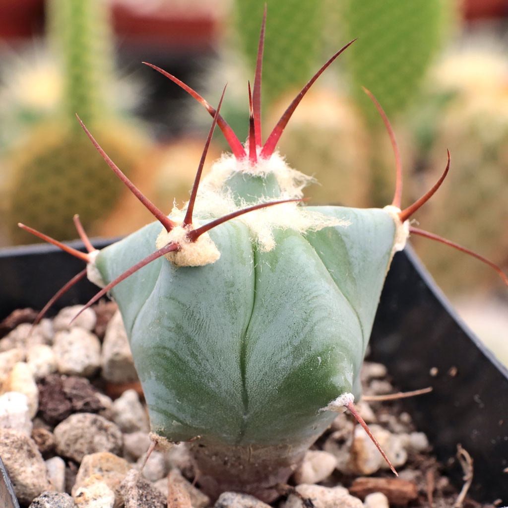 Echinocactus platyacanthus - Giant Barrel Cactus ...