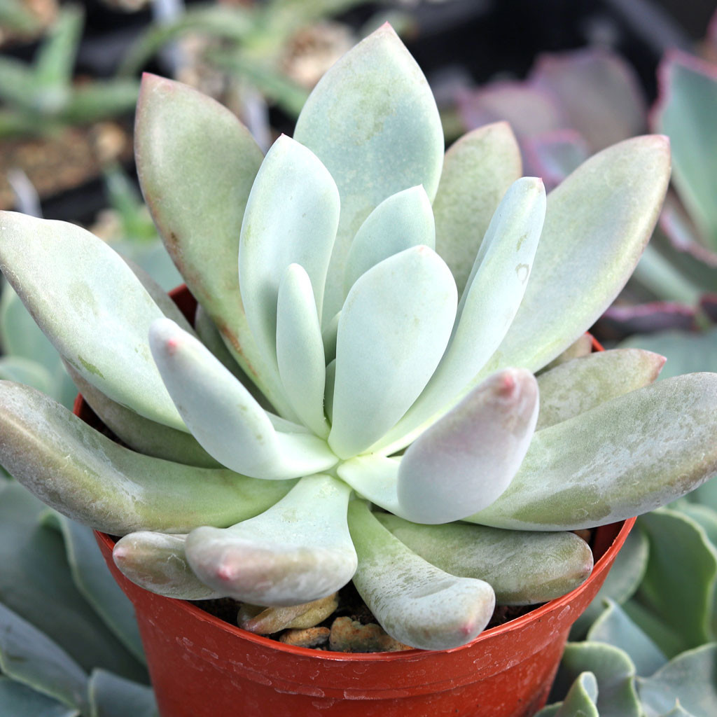succulent crassula Shop 'Crassula pyramidalis