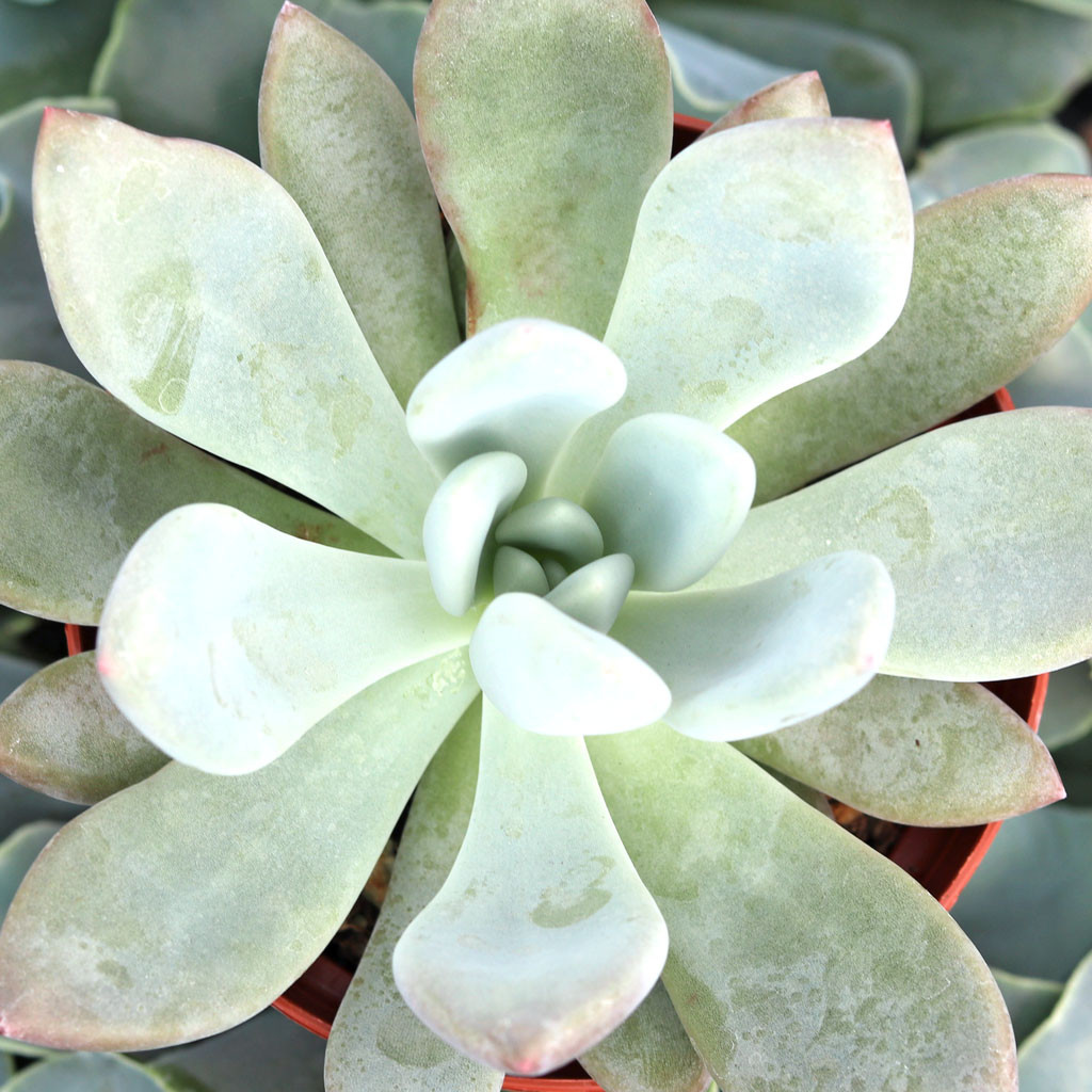bulb succulent Sinningia leucotricha (Hoehne) H.E.Moore bulb main image 0