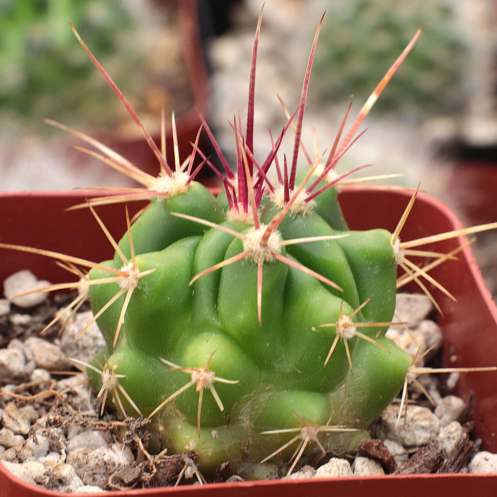pin cactus Prickly Pear Cactus