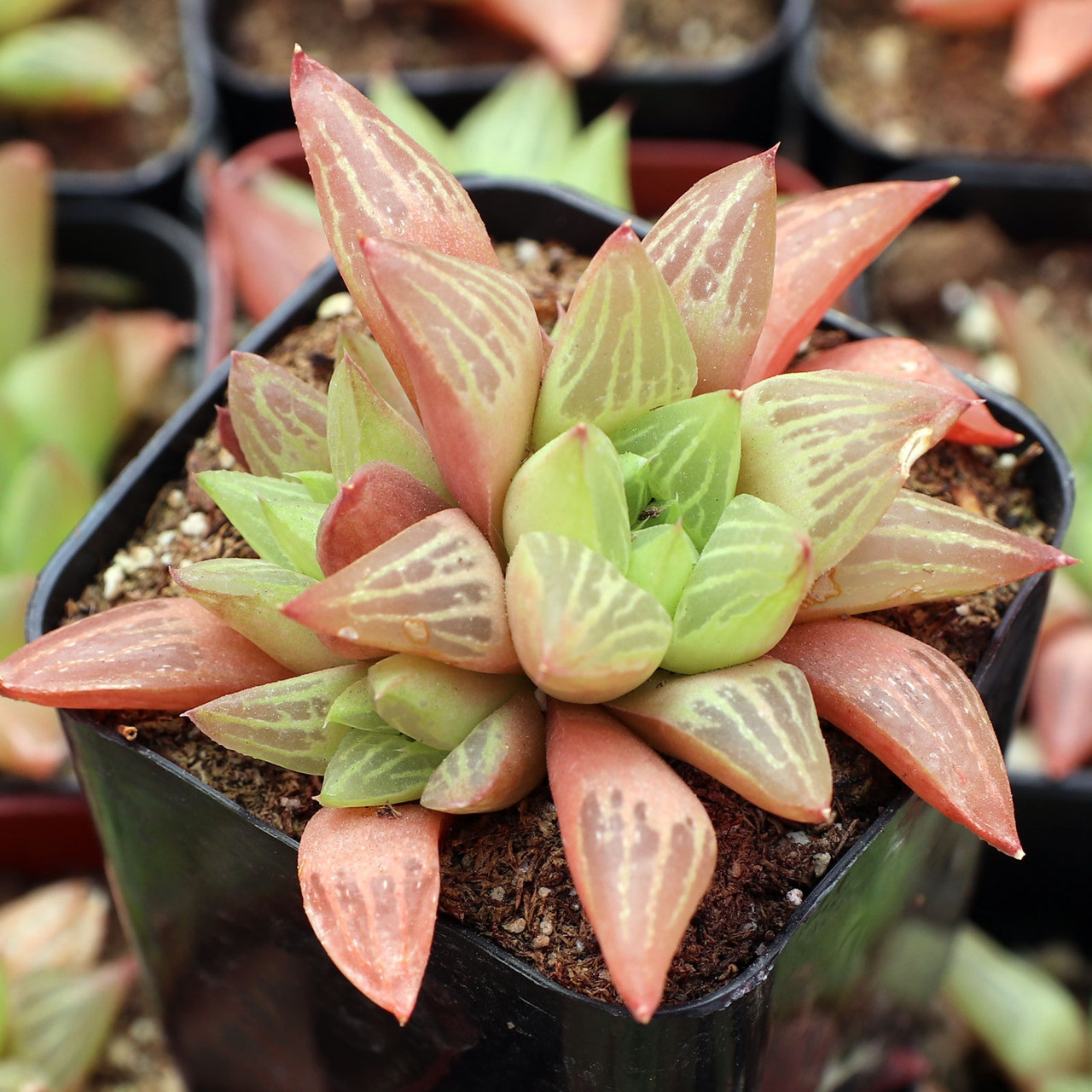 Haworthia retusa f. geraldii [large] - Mountain Crest Gardens