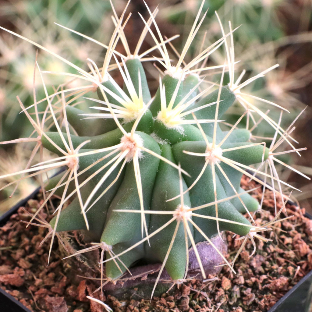 Ferocactus glaucescens - Blue Barrel Cactus - Mountain Crest Gardens