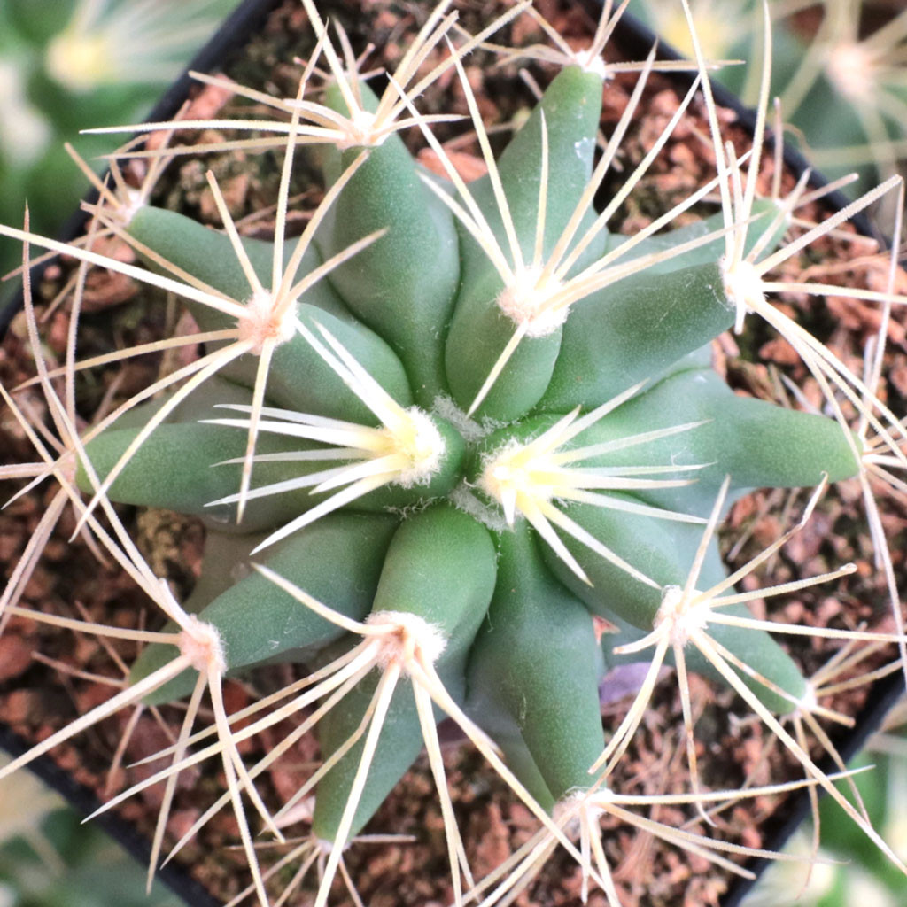 Ferocactus glaucescens - Blue Barrel Cactus - Mountain Crest Gardens