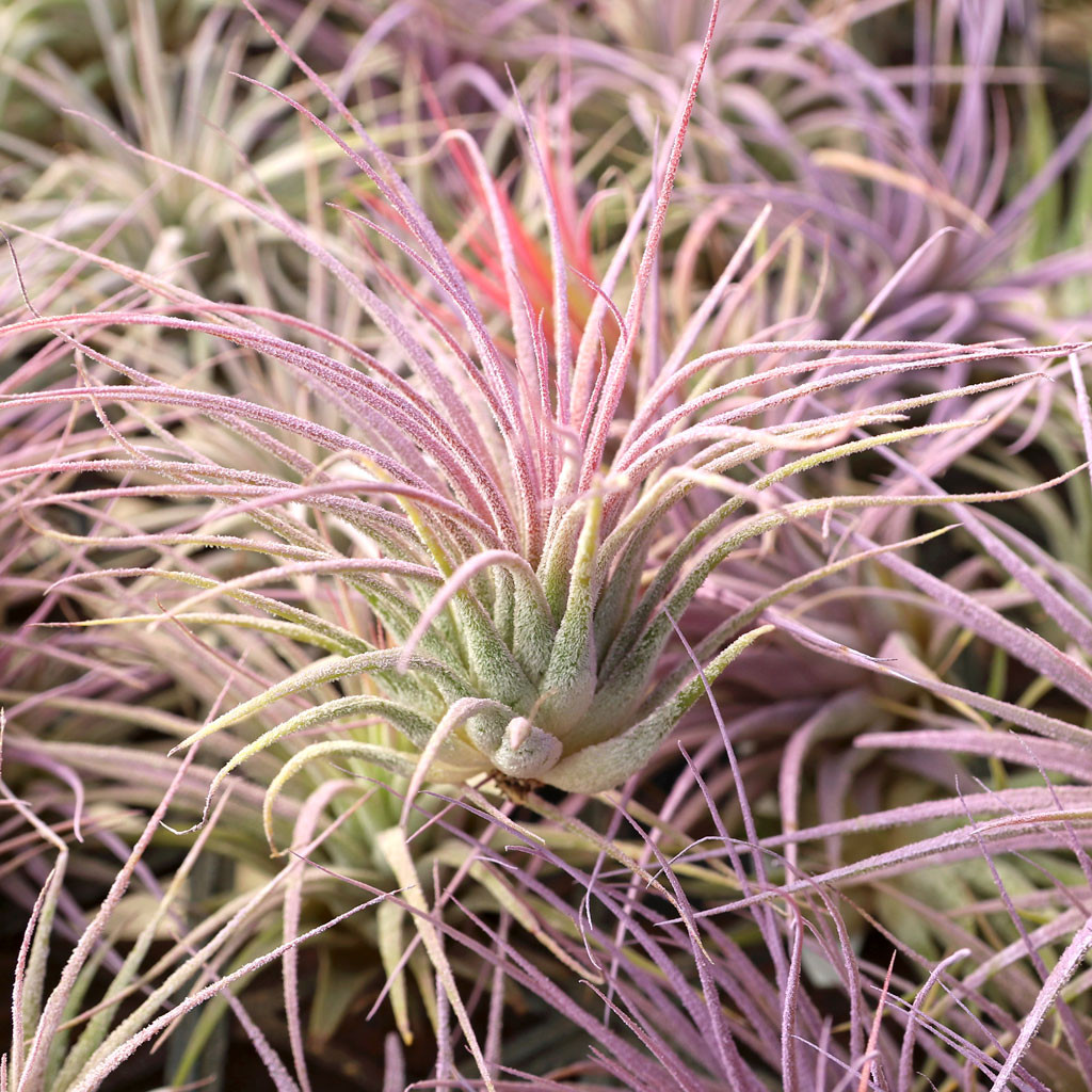 Air Plant - Tillandsia ionantha (lilac) | MCG™
