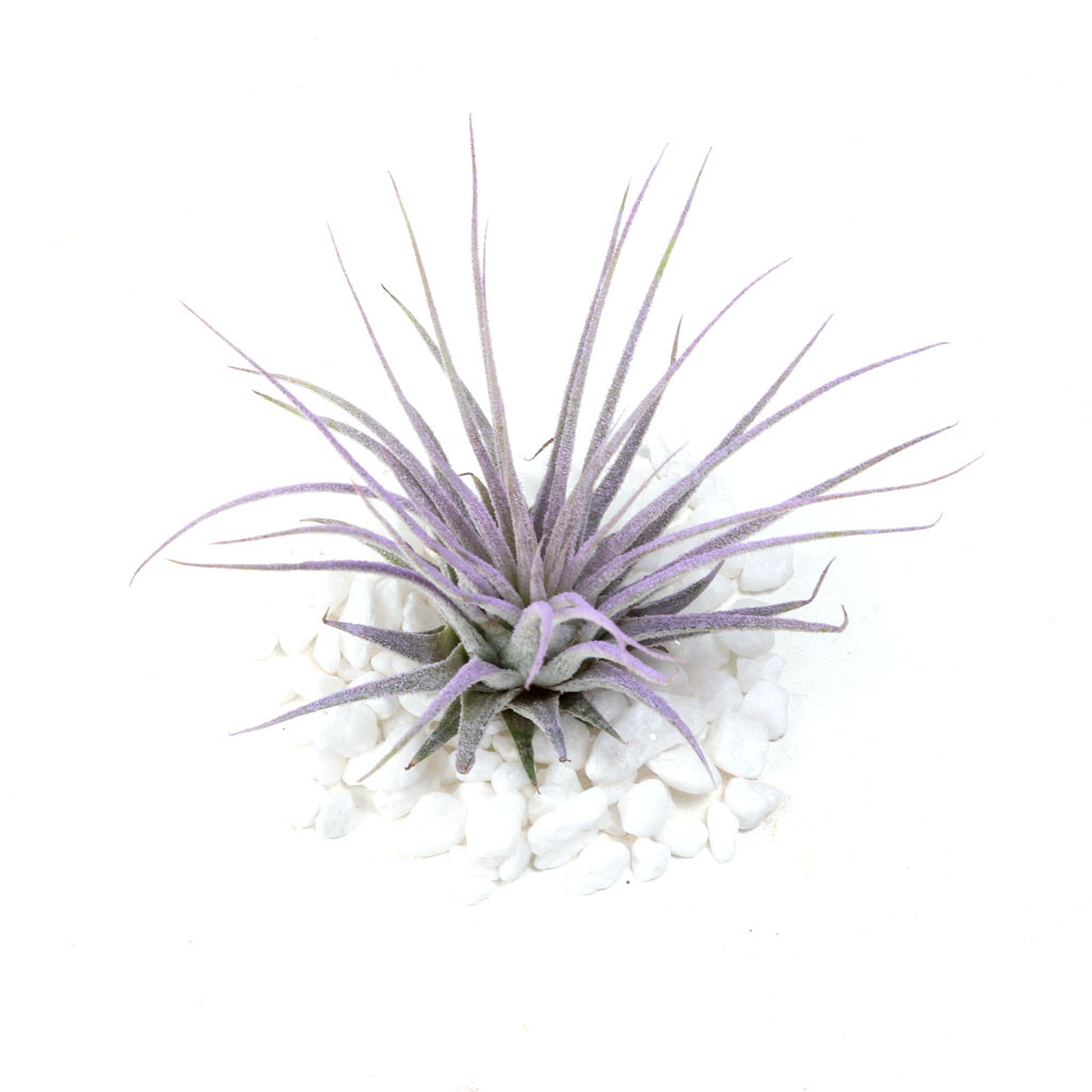 Tillandsia ionantha Lilac Air Plant for Sale | Air Plant Gift Ideas by Succulents Box