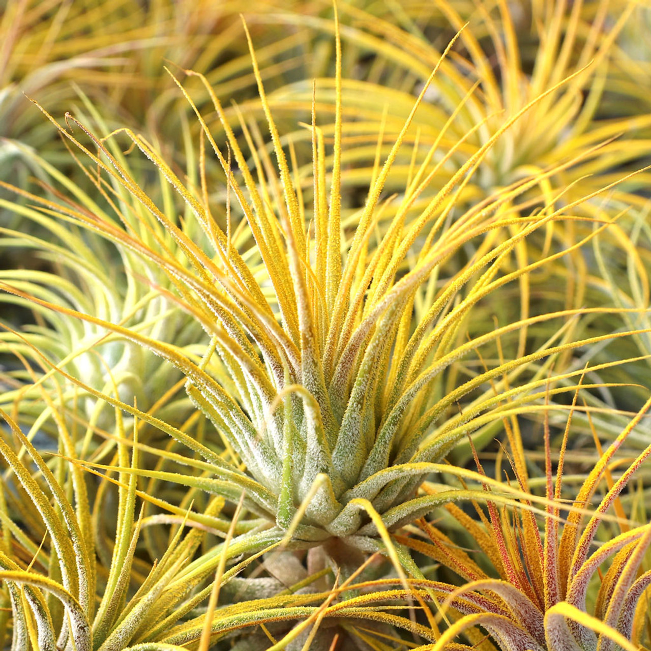 Air Plant - Tillandsia ionantha (yellow, enhanced) [2.0-3.0