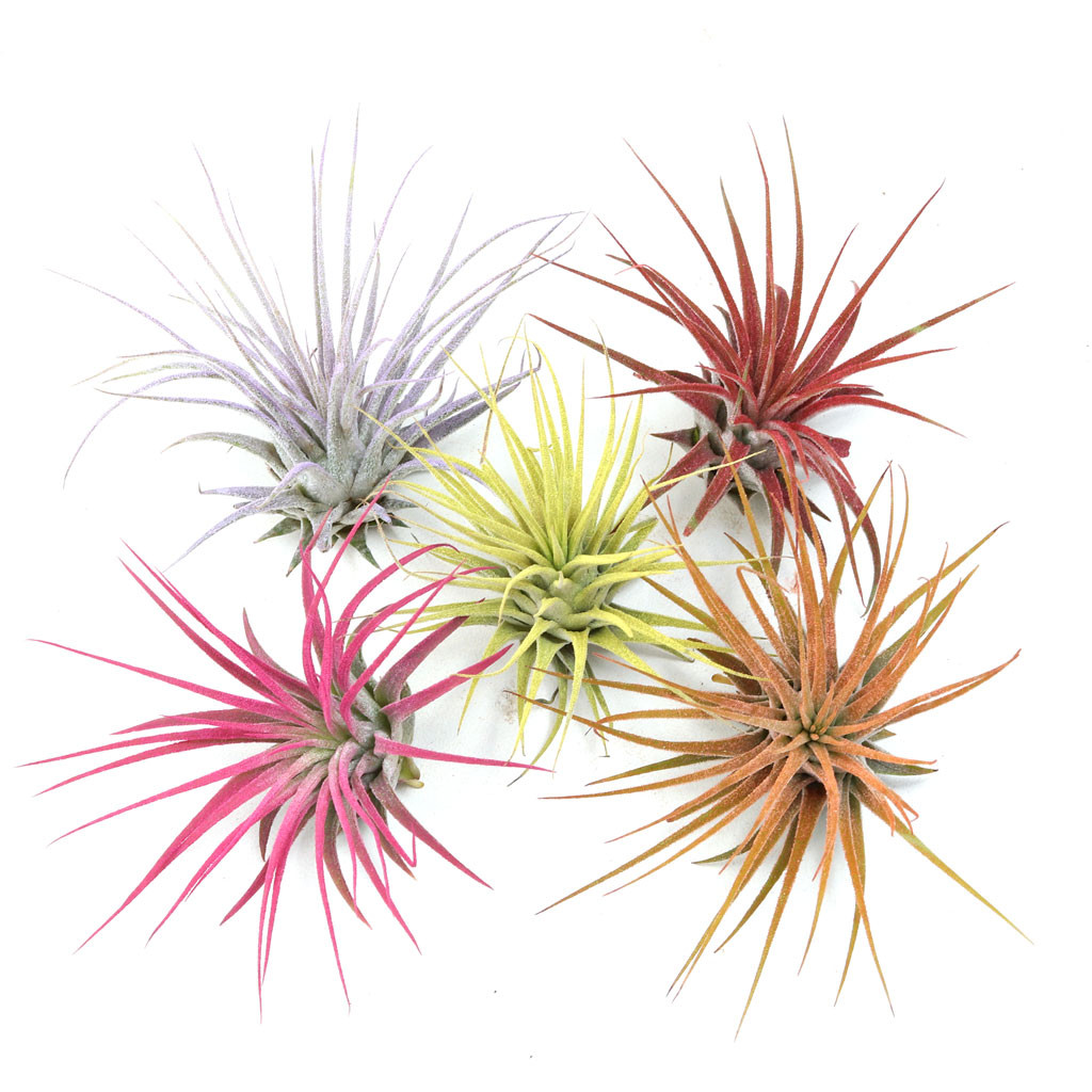 Air Plant - Tillandsia Colorful Ionantha Set of 5 [2.0-3.0"] | MCG