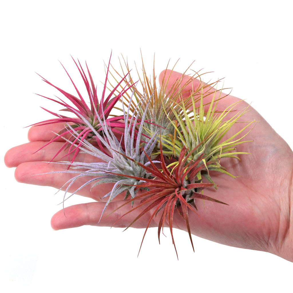 Air Plant - Tillandsia Colorful Ionantha Set of 5 [2.0-3.0 