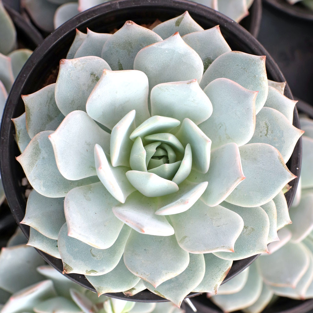 Echeveria 'Elsa' [large] - Mountain Crest Gardens