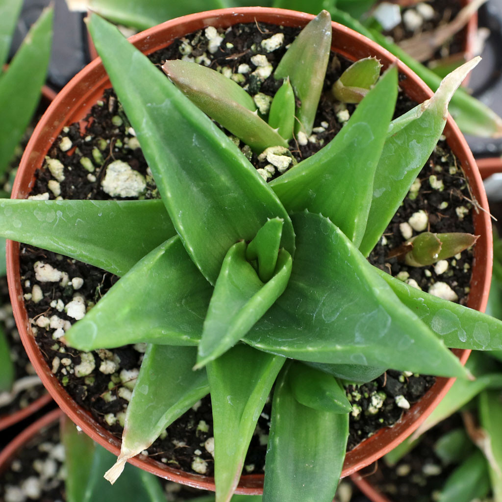 aloe vera massage lotion LaPalm Healing Therapy Massage Lotion main image 0