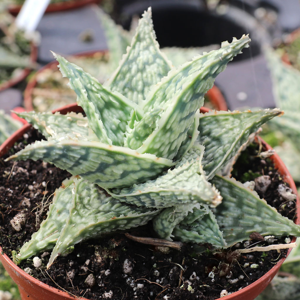 Aloe 'Doran Black' [large]