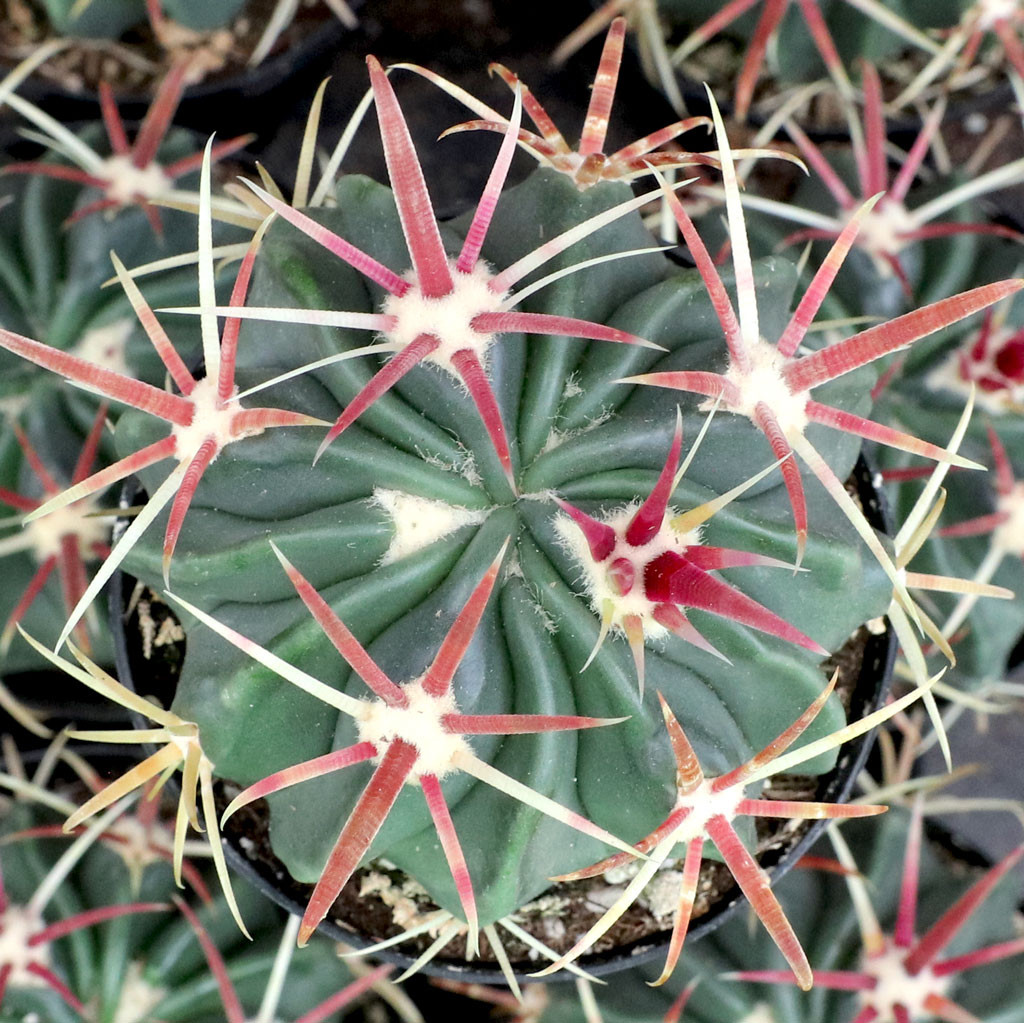 Ferocactus latispinus - Devil's Tongue