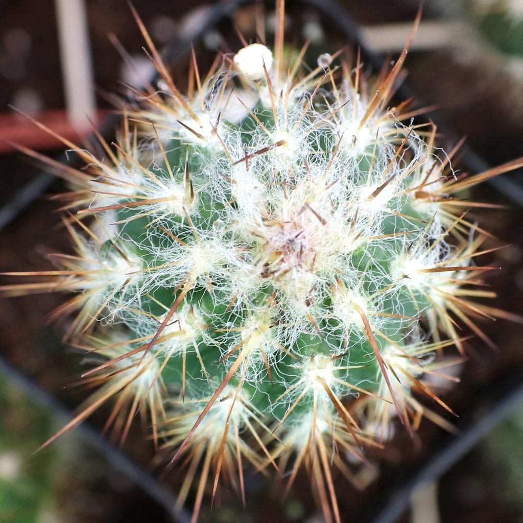 fiore cactus Echinopsis aurea SEEDS main image 0