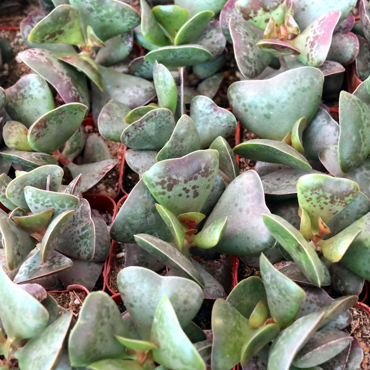 Adromischus triflorus 'Calico Hearts' [large]