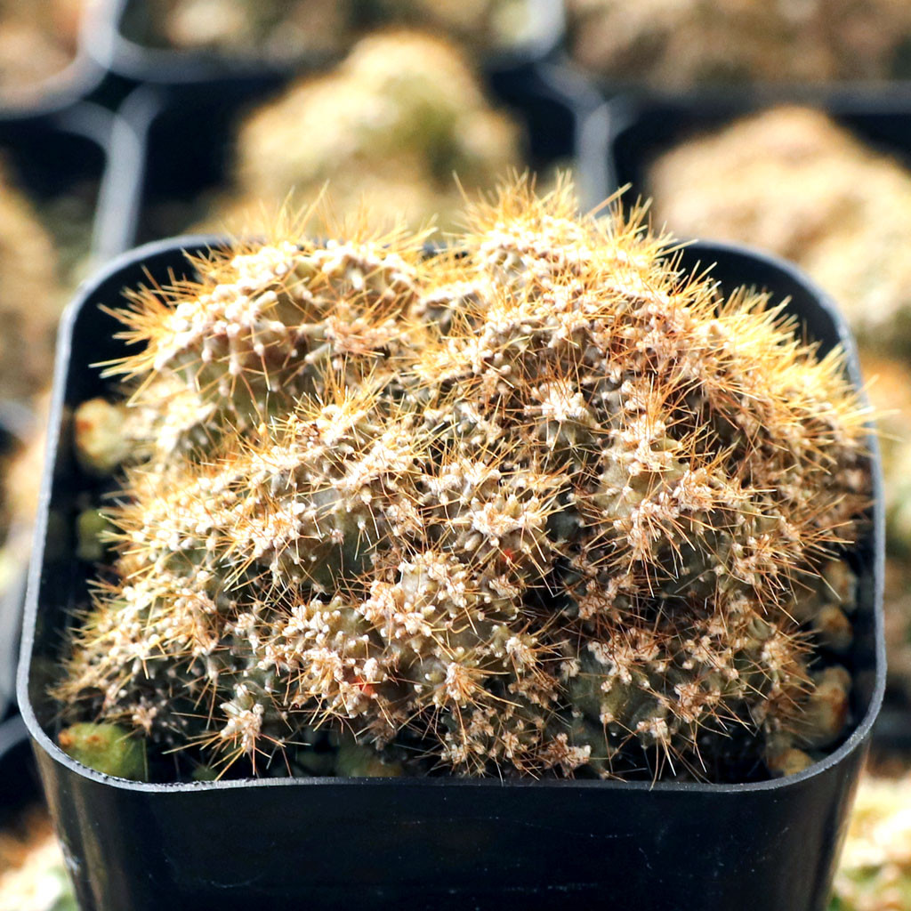 Cereus repandus f. monstrosus - Peruvian Apple Cactus | MCG