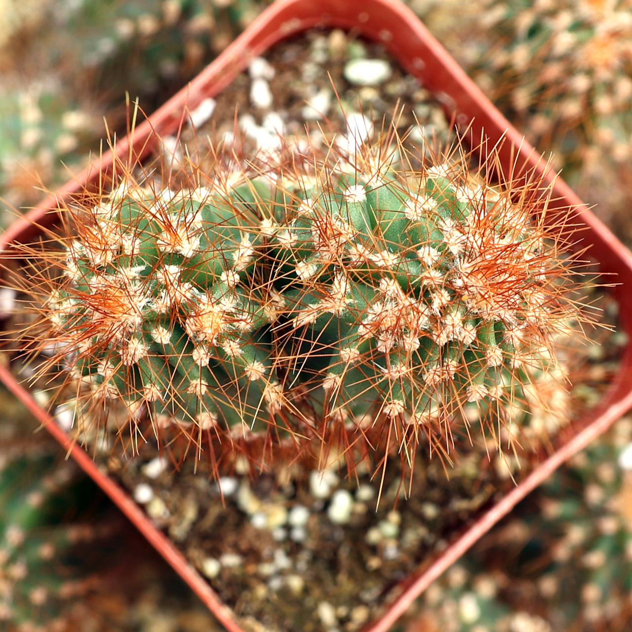 Cereus repandus f. monstrosus - Peruvian Apple Cactus