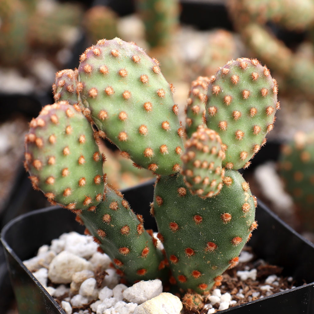 Opuntia rufida f. monstrosa