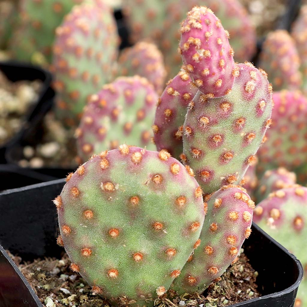 Opuntia rufida minima monstrose | 2" Pot  One More House Plant