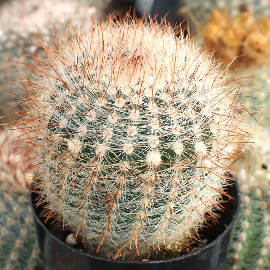 Parodia scopa ssp. marchesii [large] [exclusive]