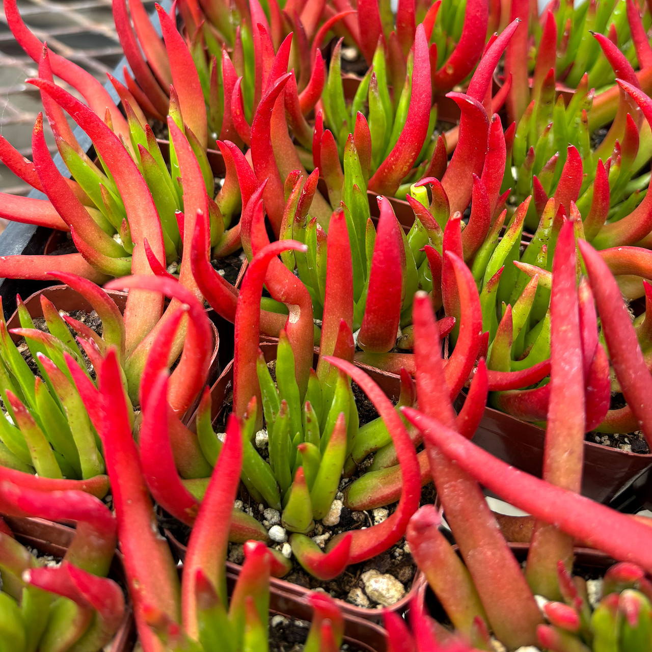 Crassula nudicaulis - Devil's Horns