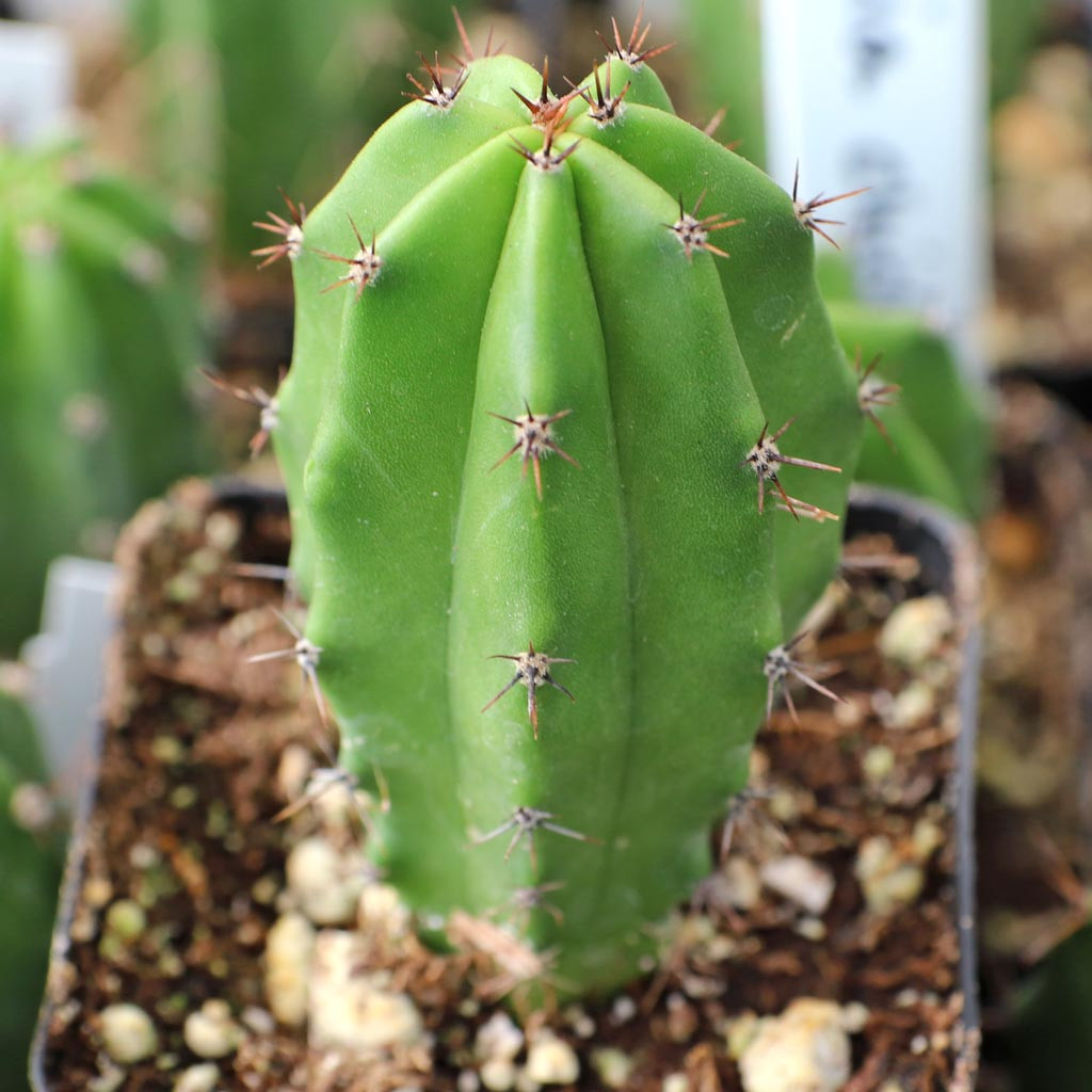 Polaskia chichipe