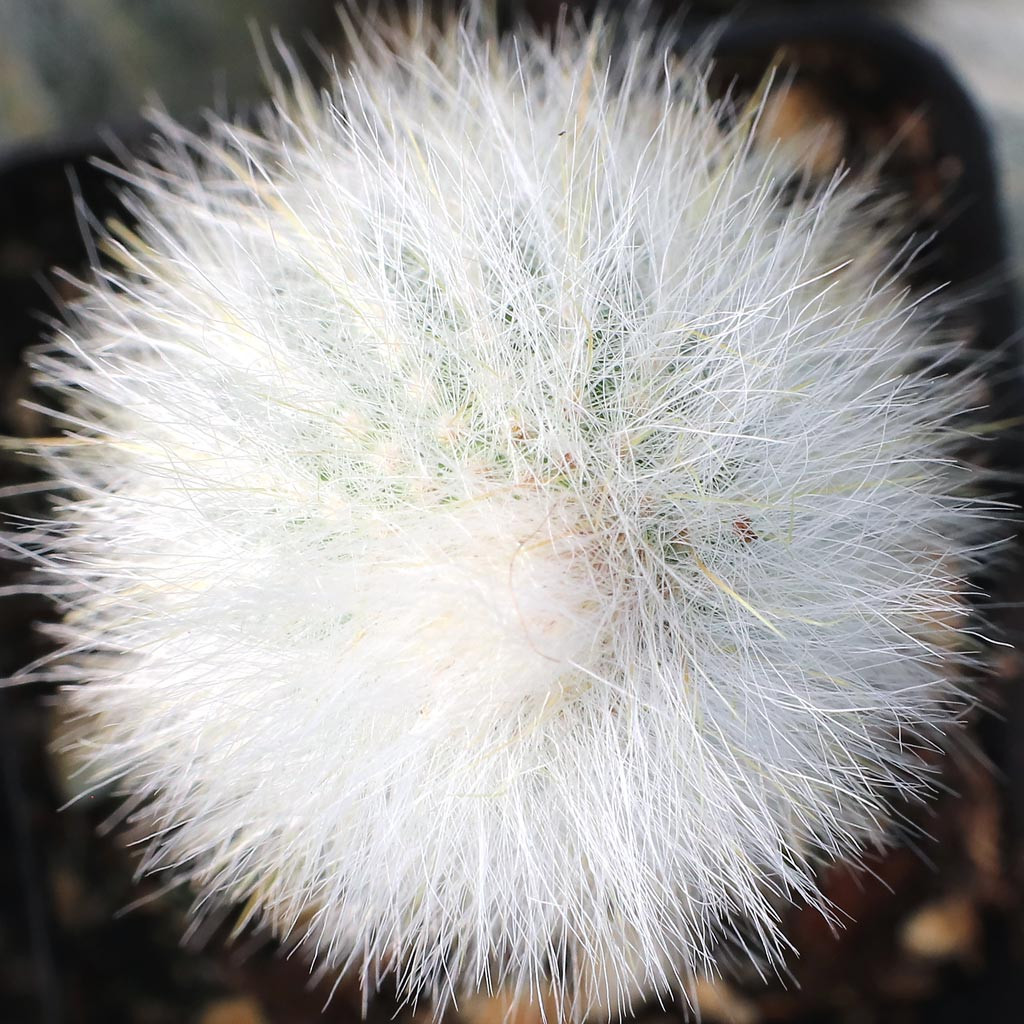 Silver Torch Cactus | Cleistocactus strausii | grow urban.