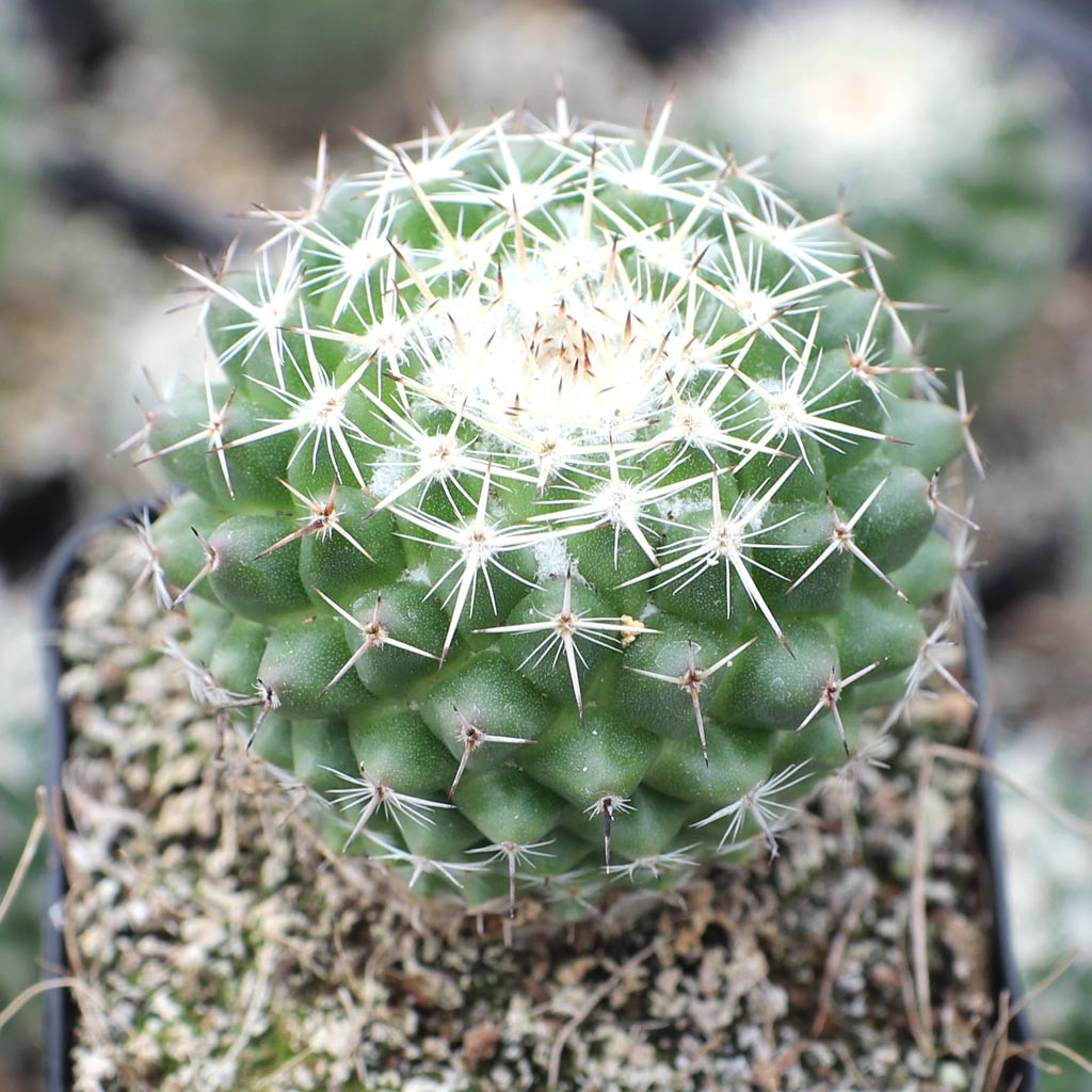 Mammillaria formosa - Mountain Crest Gardens