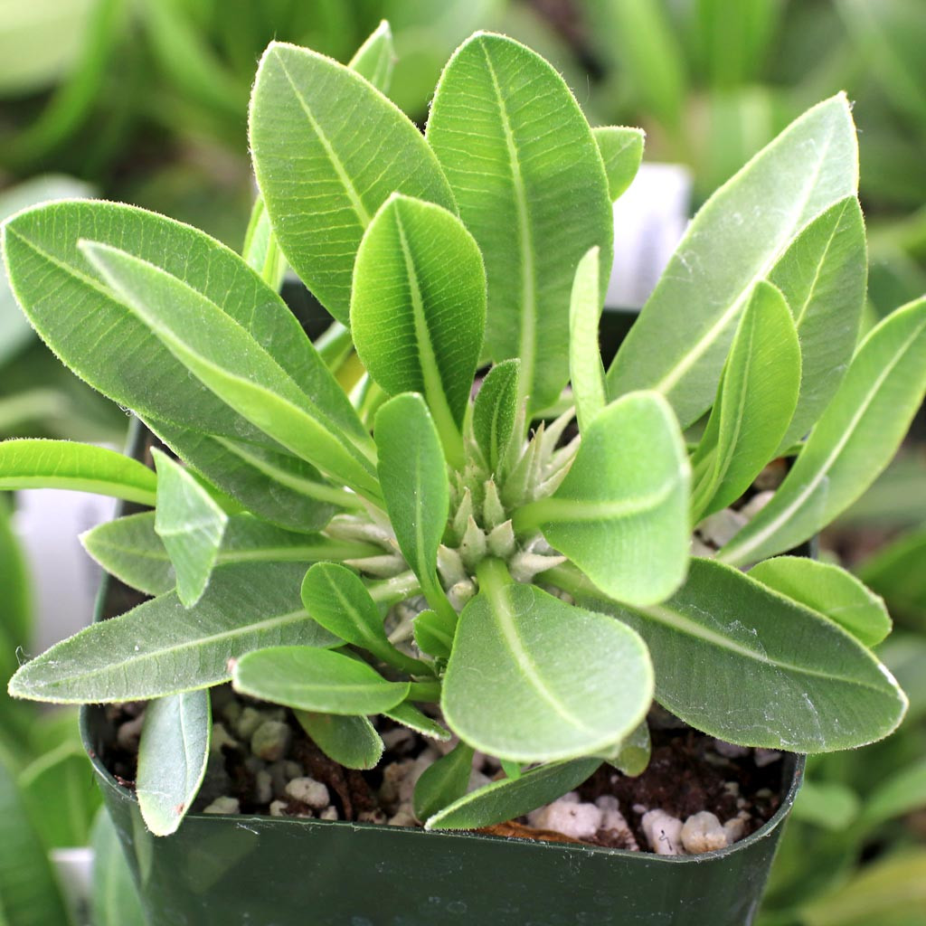 Pachypodium brevicaule [small] - Mountain Crest Gardens