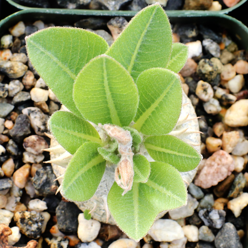 Pachypodium brevicaule [small] - Mountain Crest Gardens