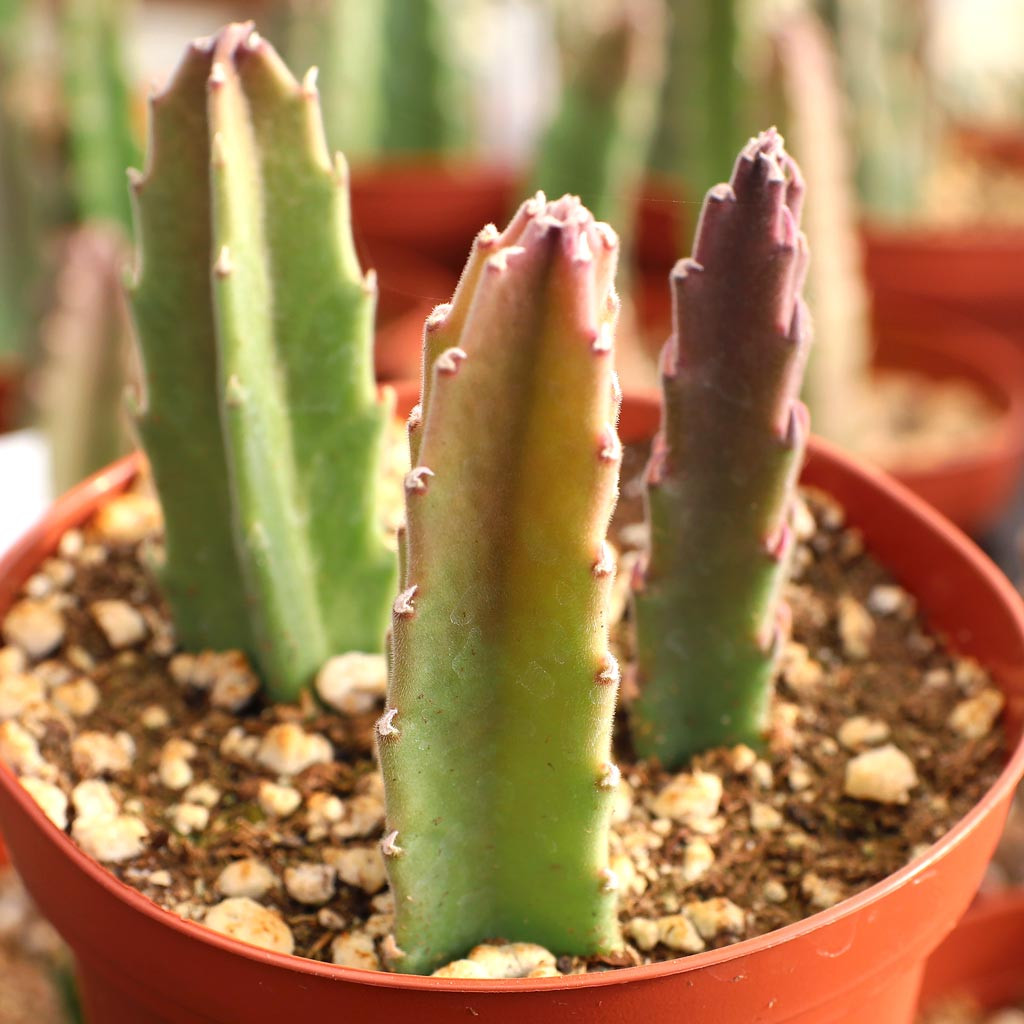 Stapelia hirsuta [large] - Thumbnail 4