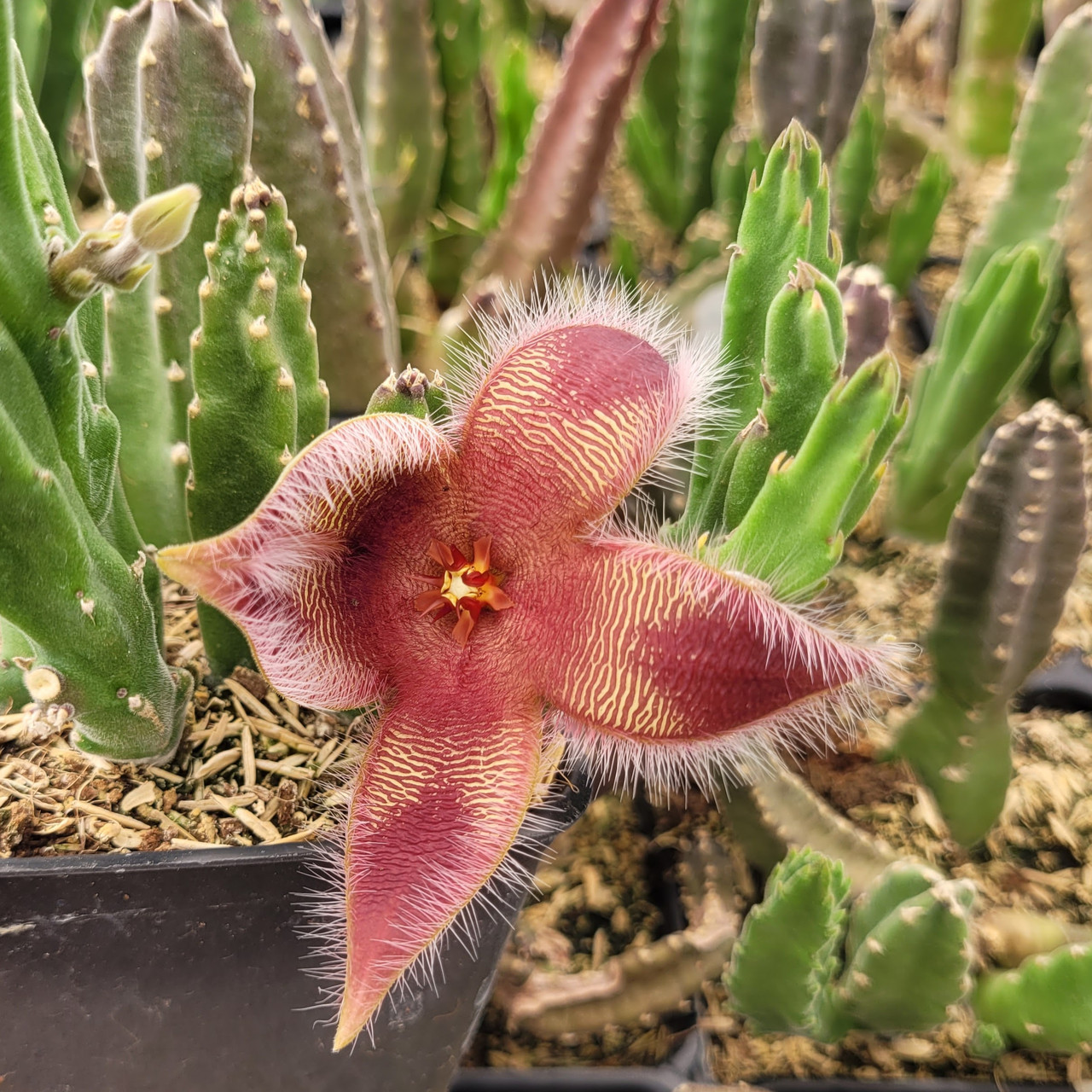 Stapelia hirsuta [large] - Thumbnail 3