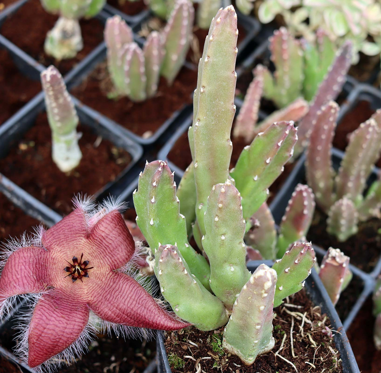 Stapelia hirsuta [large] - Thumbnail 2