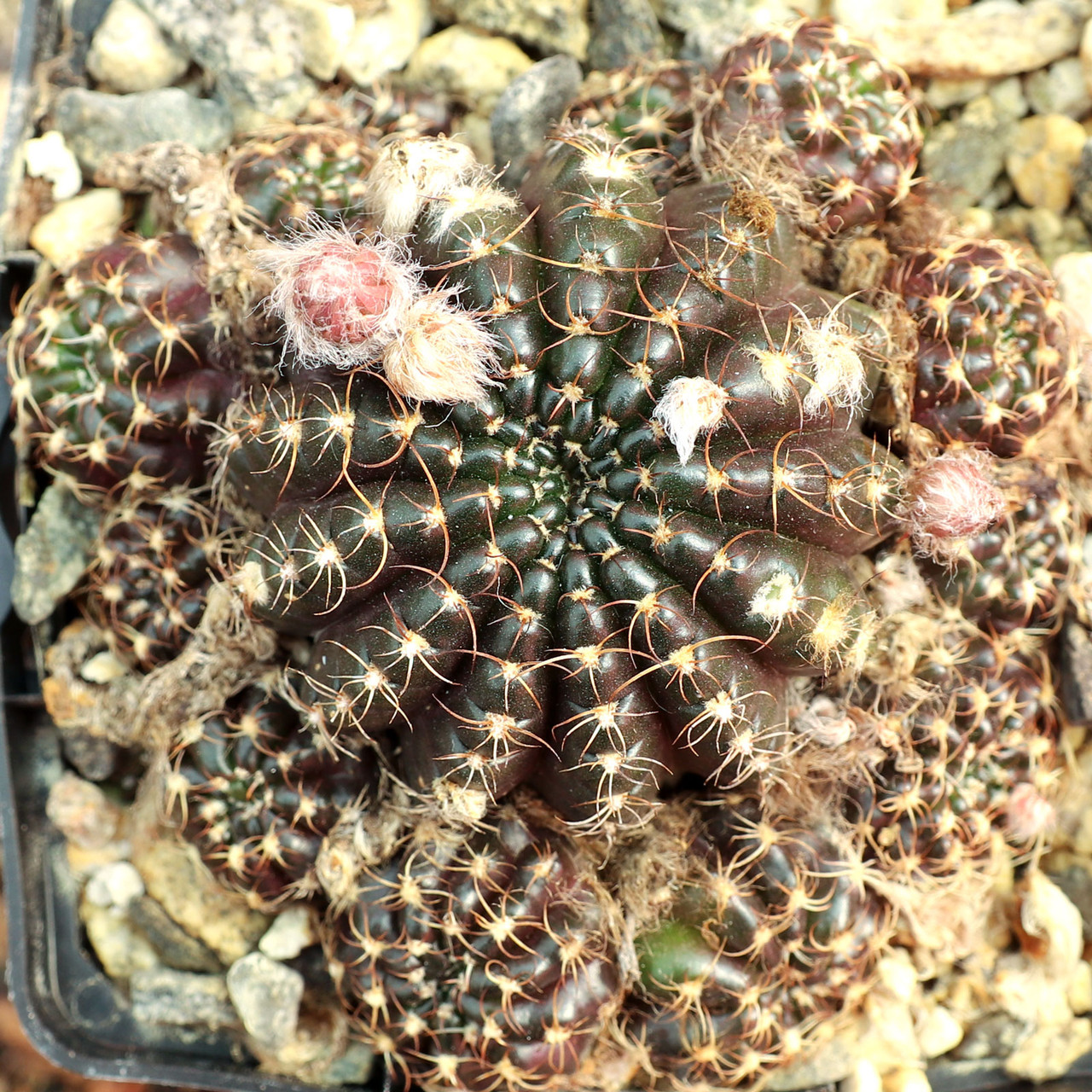 Echinopsis ancistrophora ssp. arachnacantha [large] | MCG