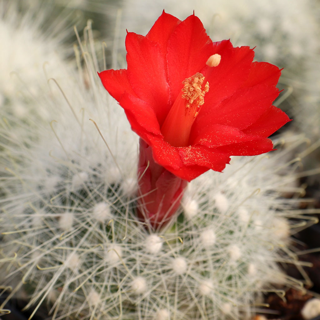 Mammillaria senilis [small]