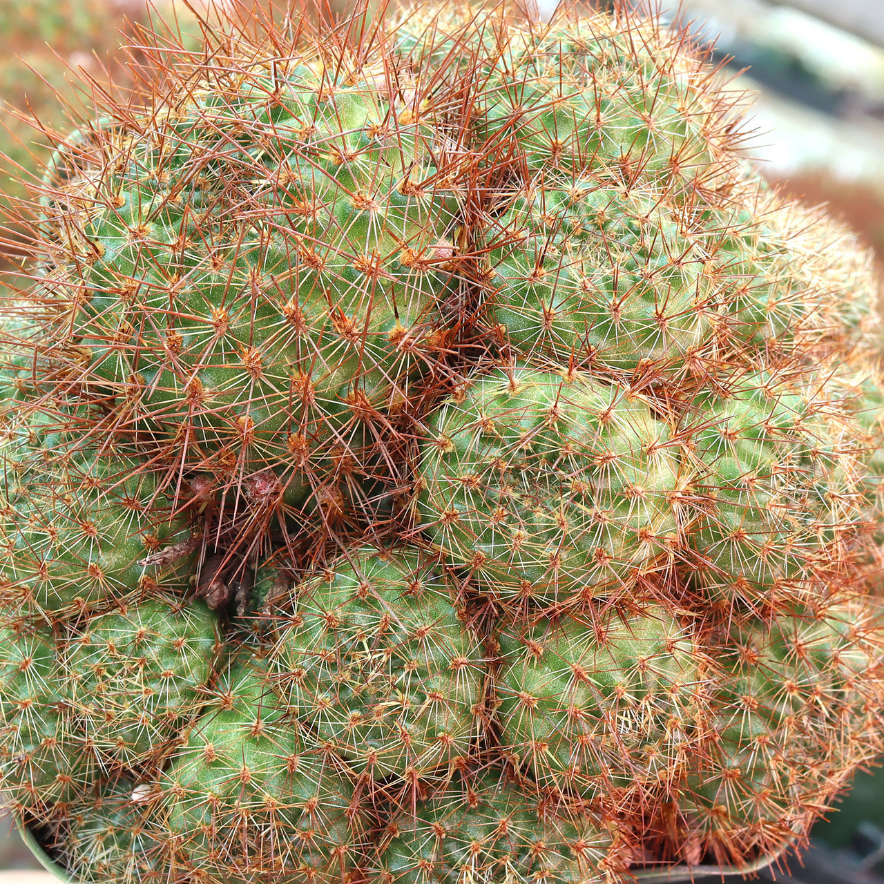 Rebutia fiebrigii var. donaldiana - Donald's Red Crown Cactus [large] -  Mountain Crest Gardens