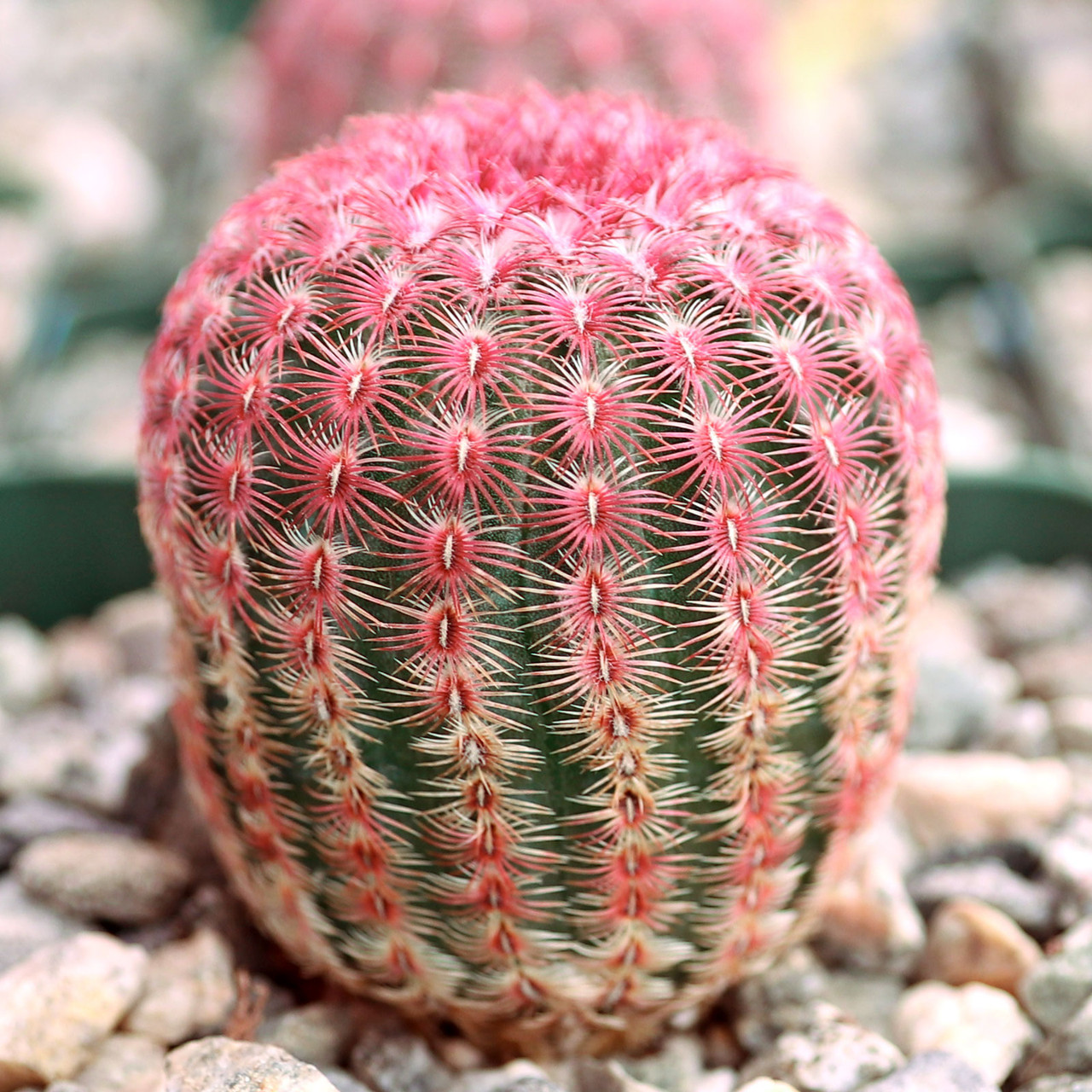 Echinocereus rigidissimus ssp. rubispinus - Rainbow Hedgehog Cactus [large]