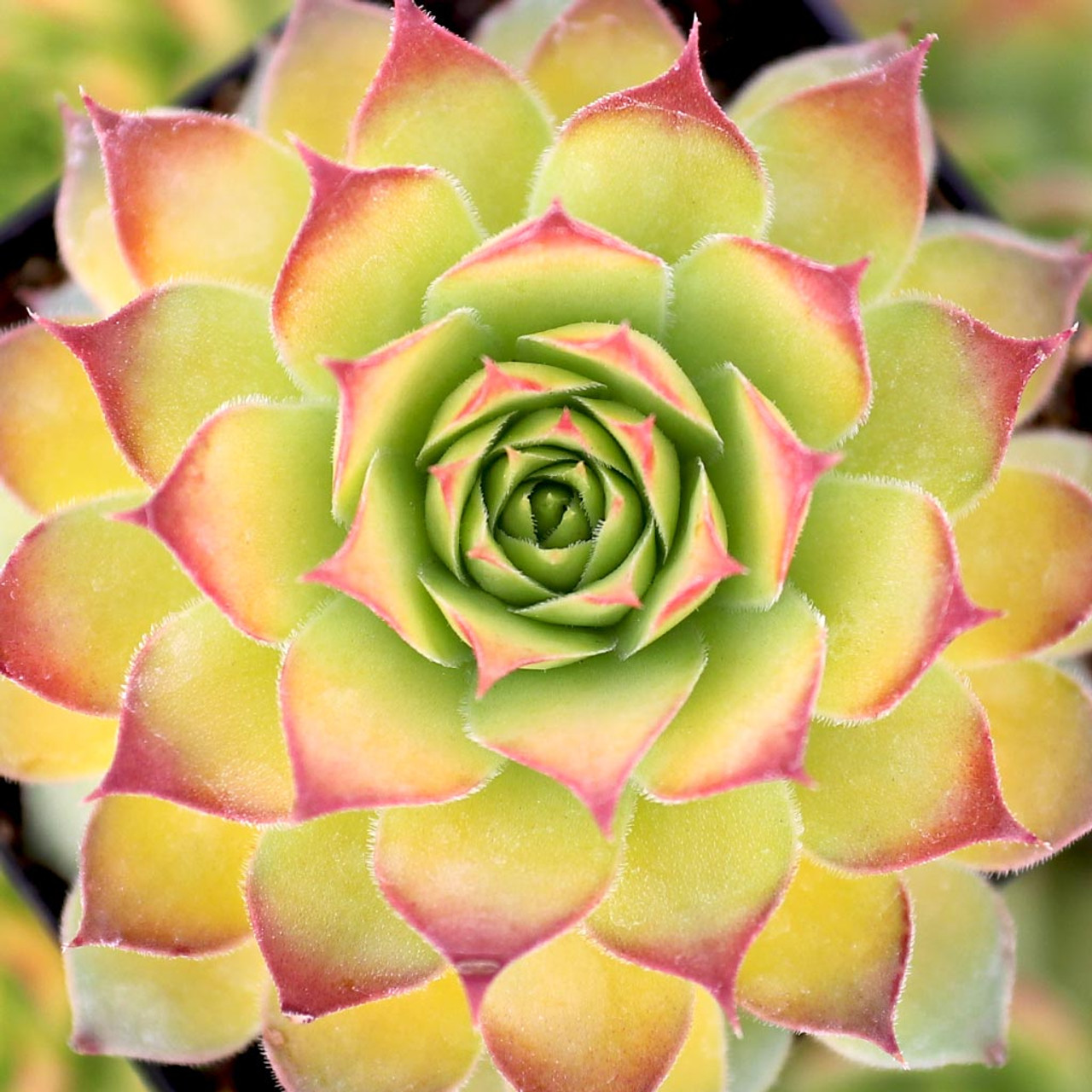 Sempervivum Chick Charms® 'Gold Nugget